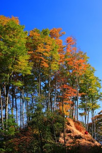 塞维利亚球员因伤离场，或缺席下一场比赛